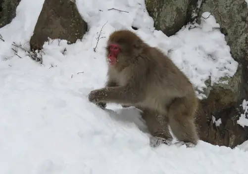 Snow Monkey Hierarchy: The Top Monkeys - SNOW MONKEY RESORTS