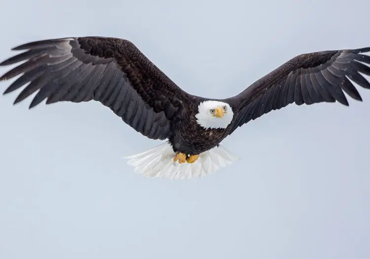 Bald Eagles Above White Mountain Waters - Mt Washington Valley Vibe